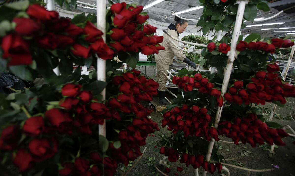 A worker packs rose buds to be shipped to the United States ahead of Valentine’s Day, last month at the Ayura flower company in Tocancipa, north of Bogota, Colombia. This is the busiest time of the year for the country’s flower industry, when thousands of people employed at hundreds of flower farms work nonstop to deliver some 500 million stems around the world, but principally the U.S. “Right now there’s not a single rose available,” says Augusto Solano, president of Colombia’s flower exporters association.