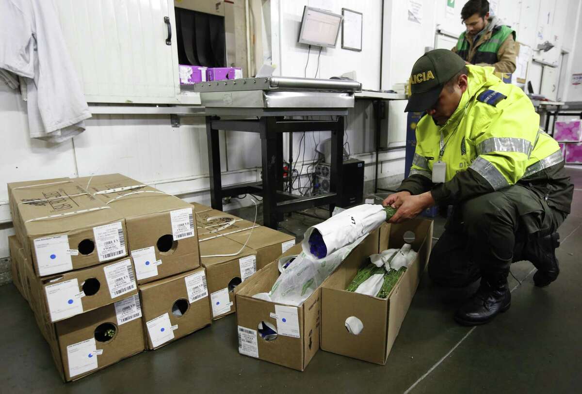 An anti-narcotics police officer inspect flowers at the El Dorado Airport, in Bogota, Colombia. Security protocols developed by the flower industry with police begin from the moment refrigerated trucks carrying rose buds depart the flower farms. Once inside the airport, police offices equipped with drug-sniffing dogs and electronic scanners inspect each shipment.
