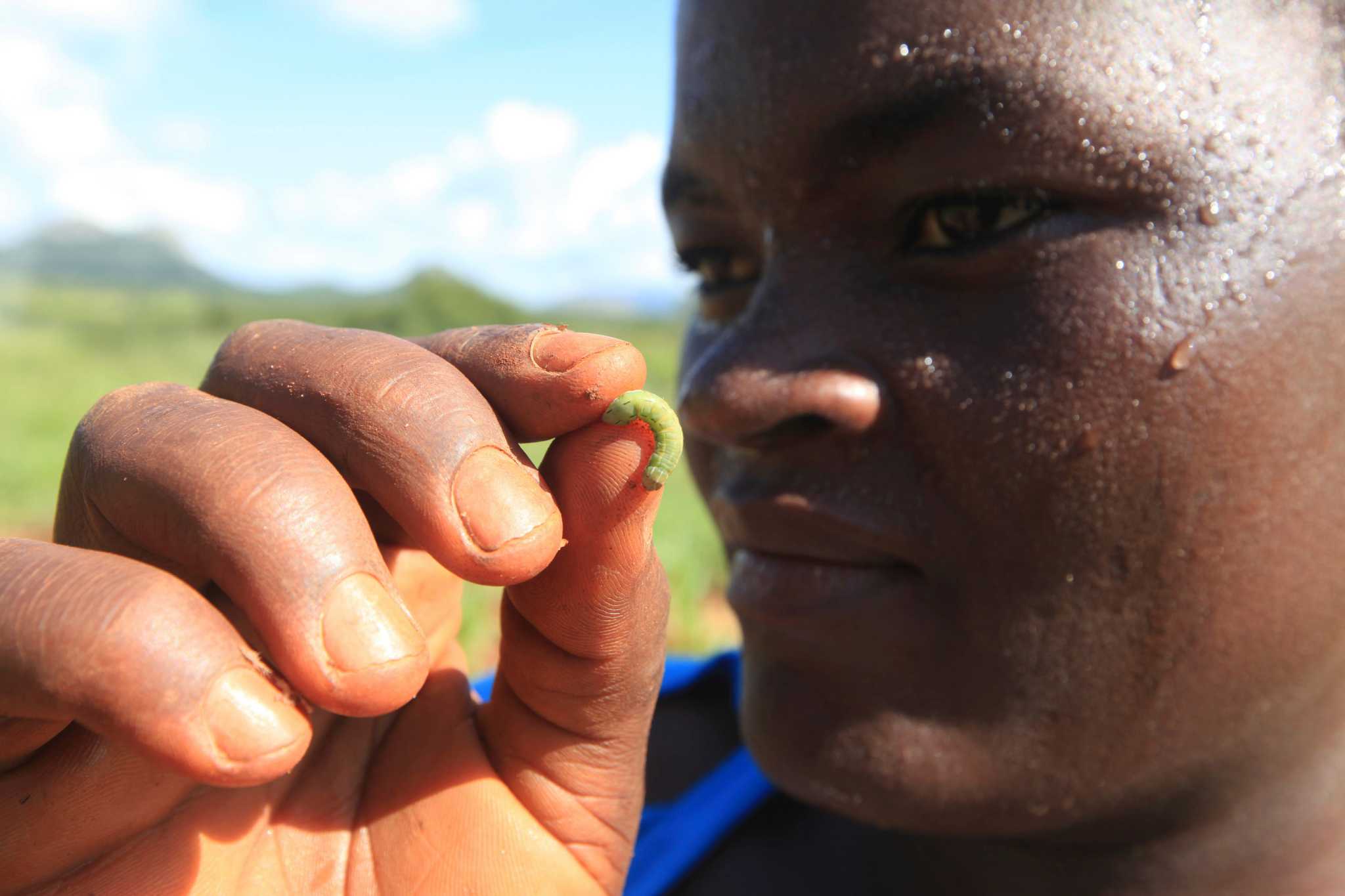 Fall armyworm thesis 06 image