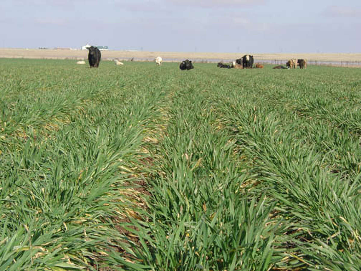 Wheat acres hit a 100plus year low in U.S.