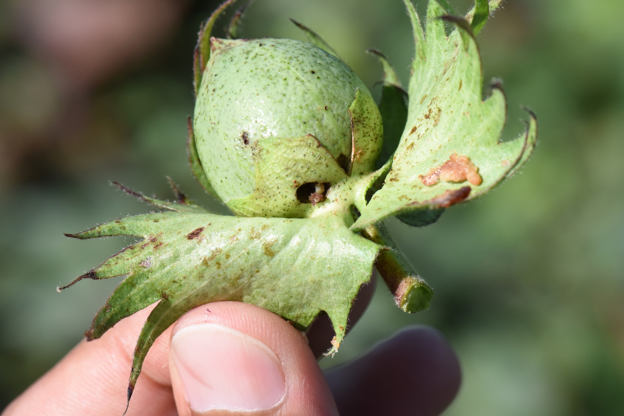 Cotton variety selection time is here