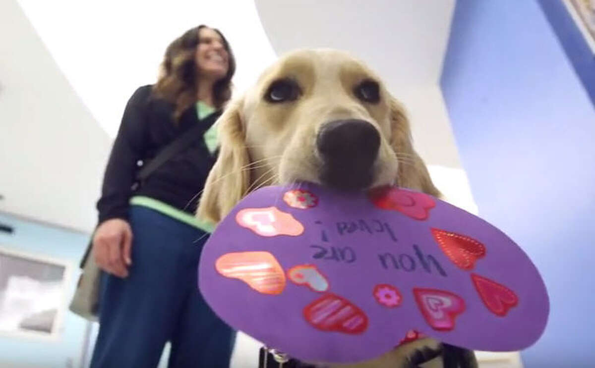 Baseball-playing dog brings joy to Astros fans at local hosptial