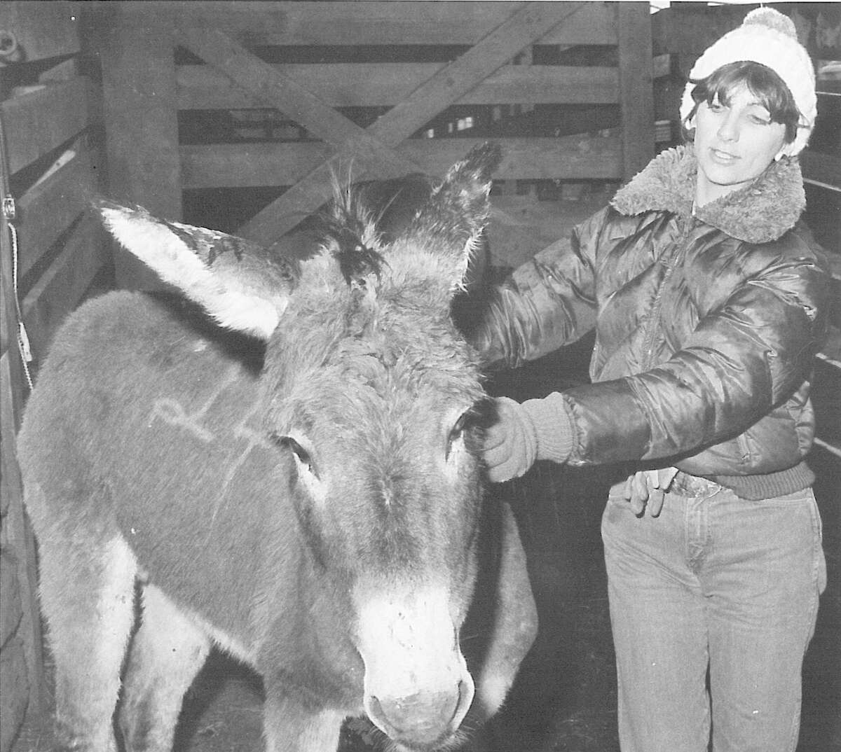 Pamela Biscamp tries gently to get this uncooperative burro to move along without going in the opposite direction. Photo published March 1982