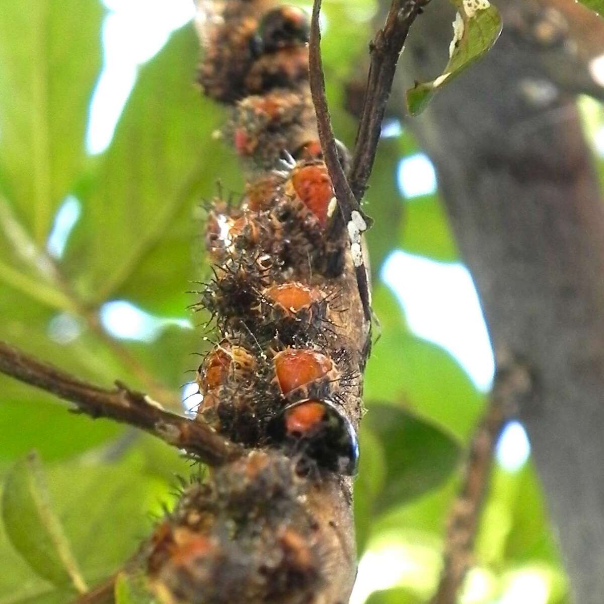 The immature form of the ladybugs (“nymphs”) are odd-looking insects that don’t resemble the adults at all. Do not apply any insecticide if you see them.
