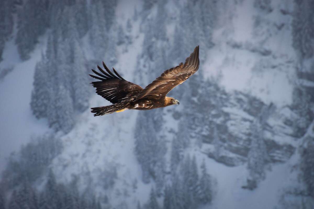Images From Bbc S Planet Earth Ii