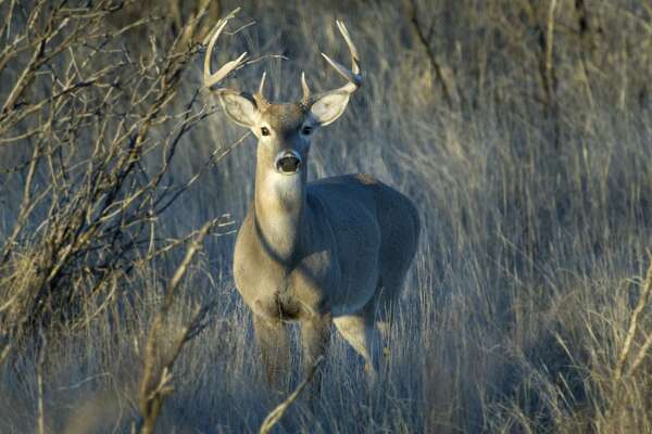 Game Warden Field Notes From The Texas Parks And Wildlife