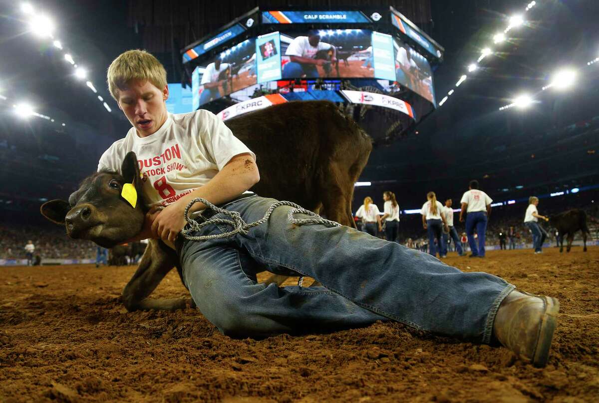 A stubborn calf refuses to cooperate during the calf scramble at the Houston Livestock Show and Rodeo in NRG Stadium Monday, March 7, 2016, in Houston. ( Mark Mulligan / Houston Chronicle )