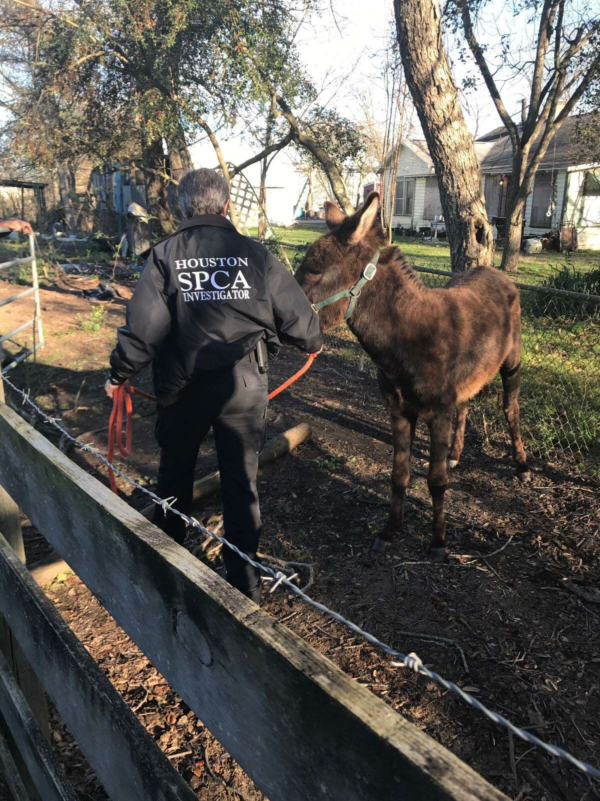 Two emaciated horses were seized Wednesday in Conroe. 