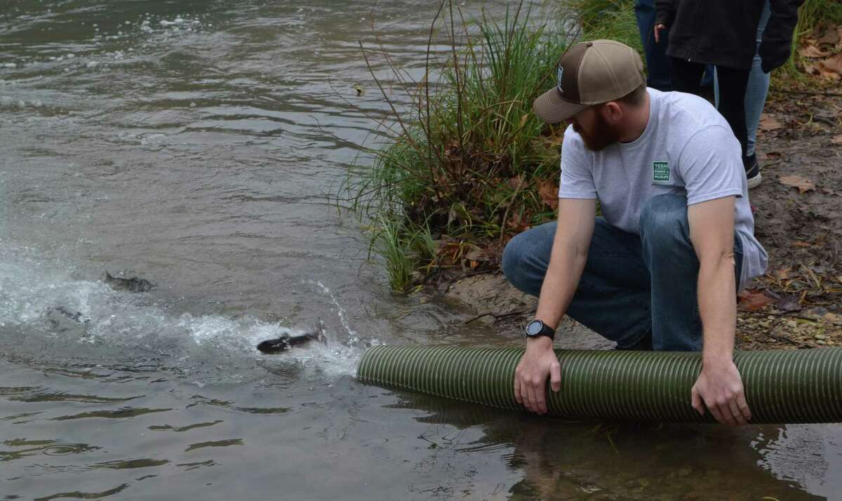Texas Parks & Wildlife biologist Scott Townsend stocks about 800 rainbow trout in the Guadalupe River at Camp Huaco Springs as part of an effort to provide winter angling activities for fishing enthusiasts in the Lone Star State.