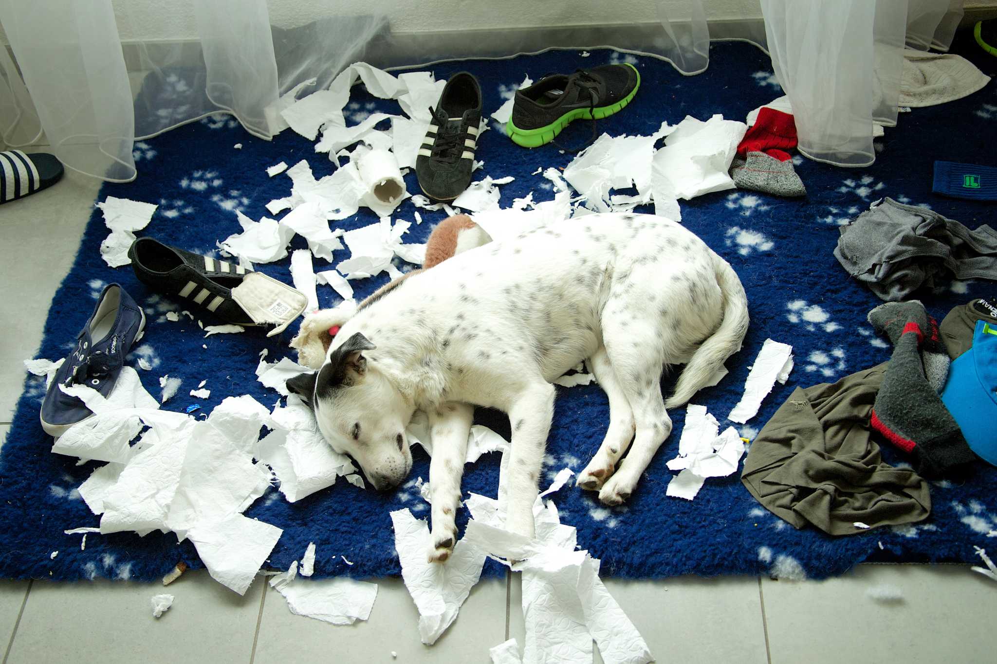 dog destroying pillows