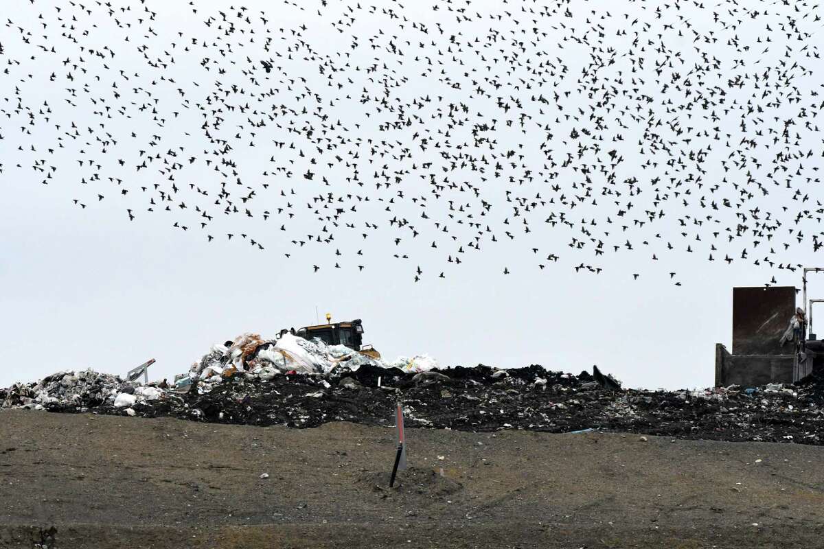A flock of birds swarms above Colonie Landfill on Friday, Jan. 20, 2017, in Colonie, N.Y. (Will Waldron/Times Union)