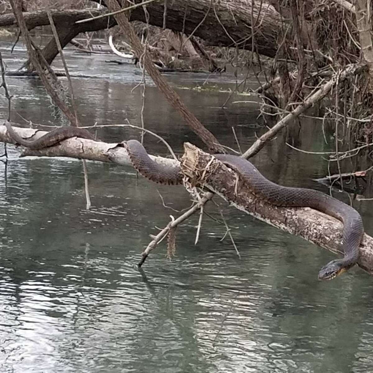 @texbubba: "Ran into this guy this evening while fishing. Almost leaned on him before I even realized!"