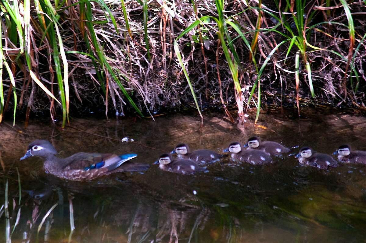 All the rain means this will be a good year to be a duck. Here a mother wood duck leads its newly-hatched squadron of ducklings in Walnut Creek, the actual creek the town is named after.