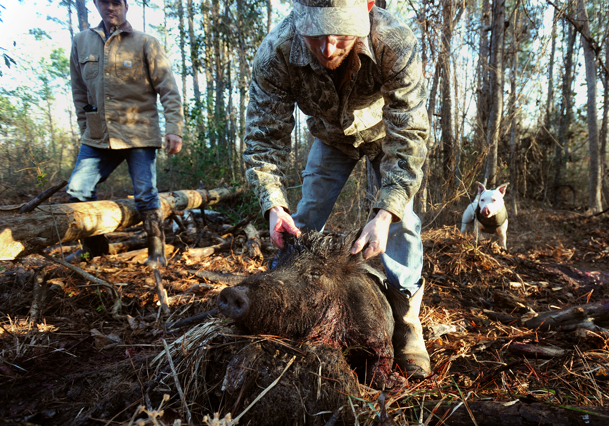 In Newton County, hog hunting made easier with technology Houston