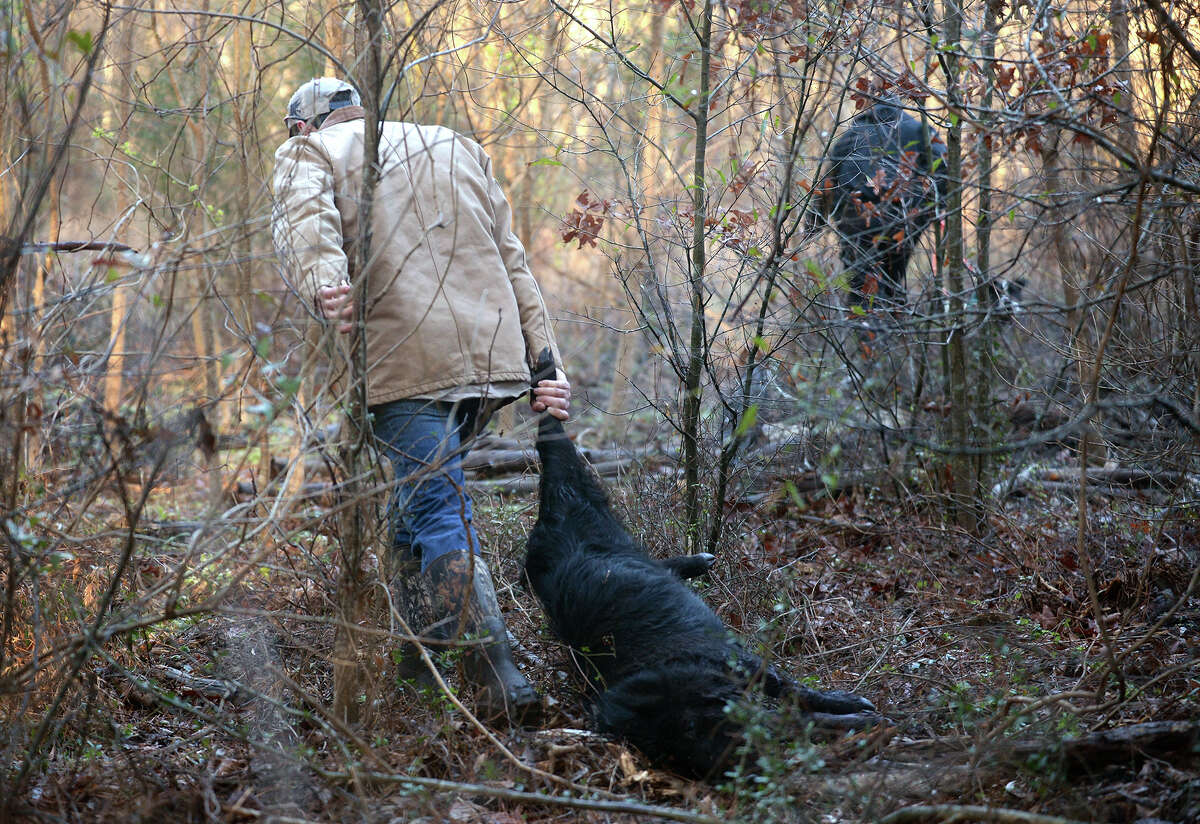 Hog hunting made easier with technology