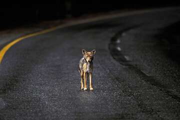 Skinned coyote found hanging from tree in Bay Area park linked to ...