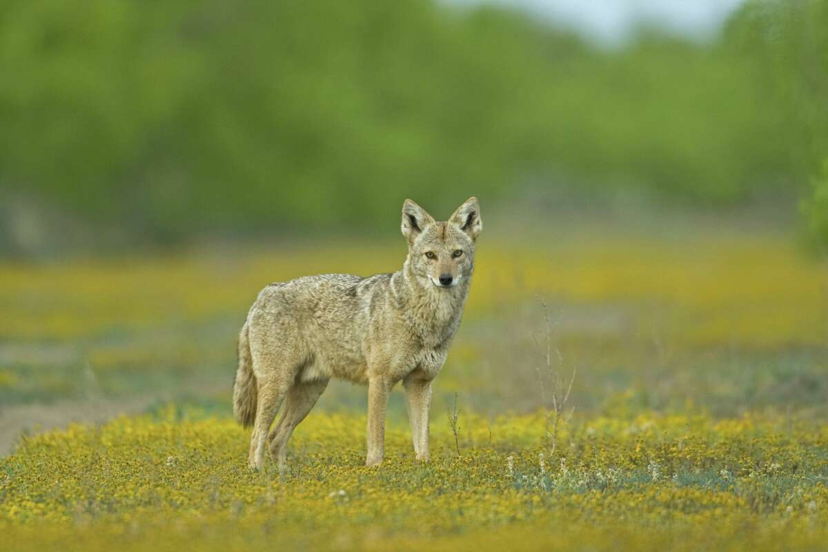 Seven dead coyotes strung from a fence in California causes stir, but