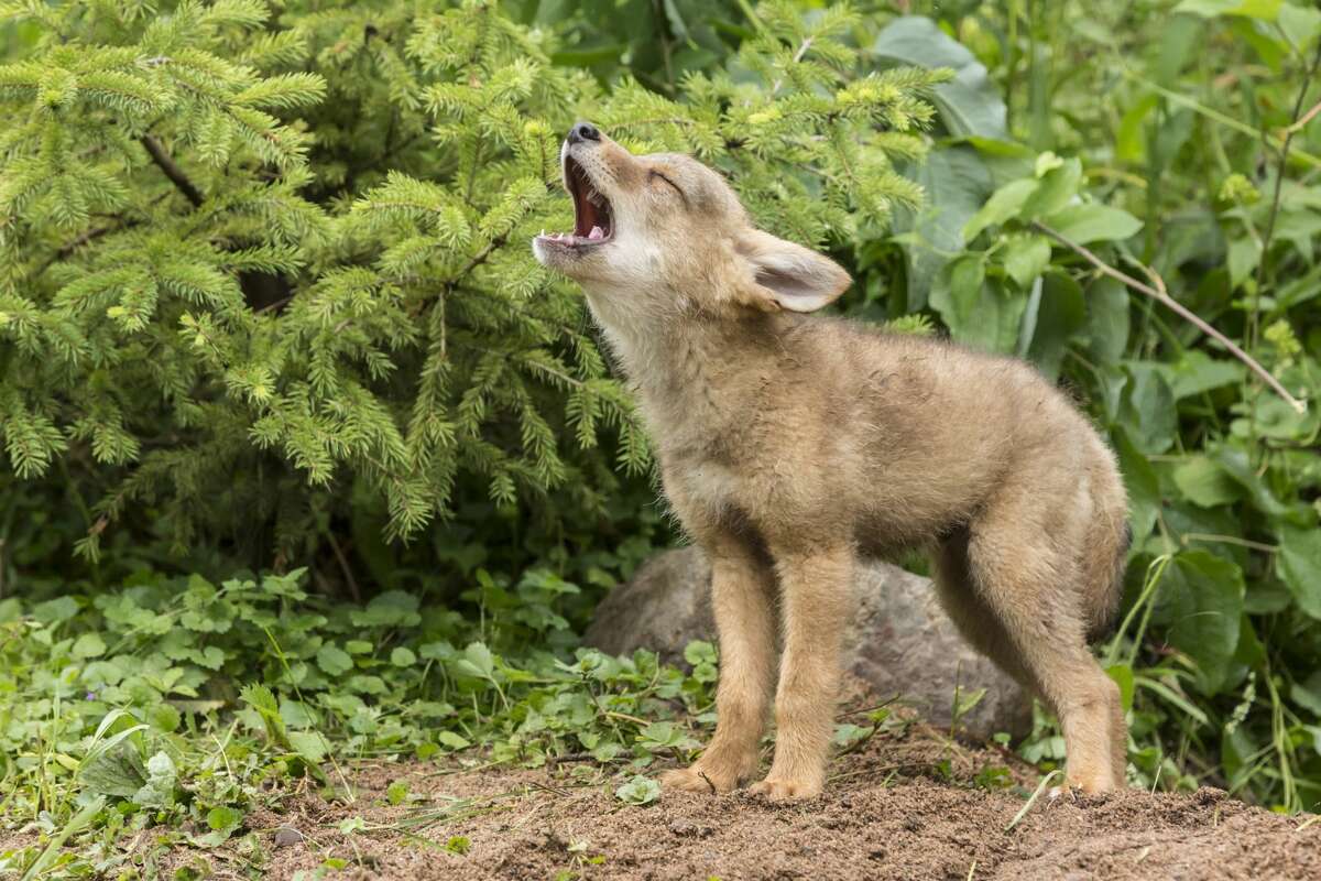 'Mutant' coyotes with icy blue eyes photographed in and near Pt. Reyes