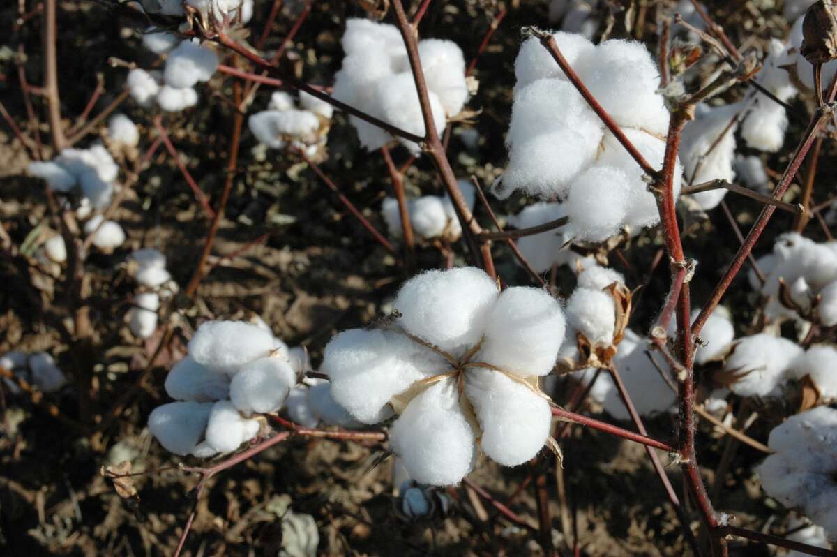 The price of cotton right now is good and that is stimulating increased interest in the High Plains.