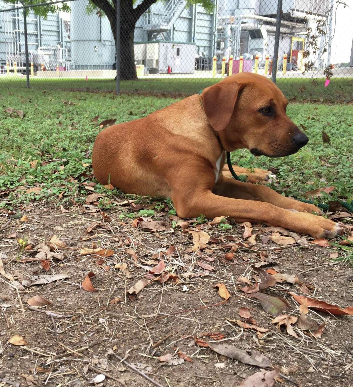 Princess Leona, a female, Rhodesian Ridgeback mix, found at the Leon Creek CPS Energy power plant was rescued by the company's nonprofit, Worthwhile Animal Rescue Mission. In January, a family in Northeast Texas adopted her.
