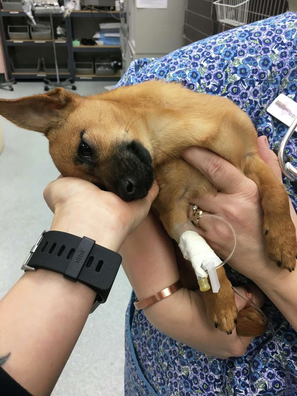 A Carrollton Police Department officer found a dog eating heroin in a parked truck on Saturday and saved it's life with treatment help from the North Texas Emergency Pet Clinic. 