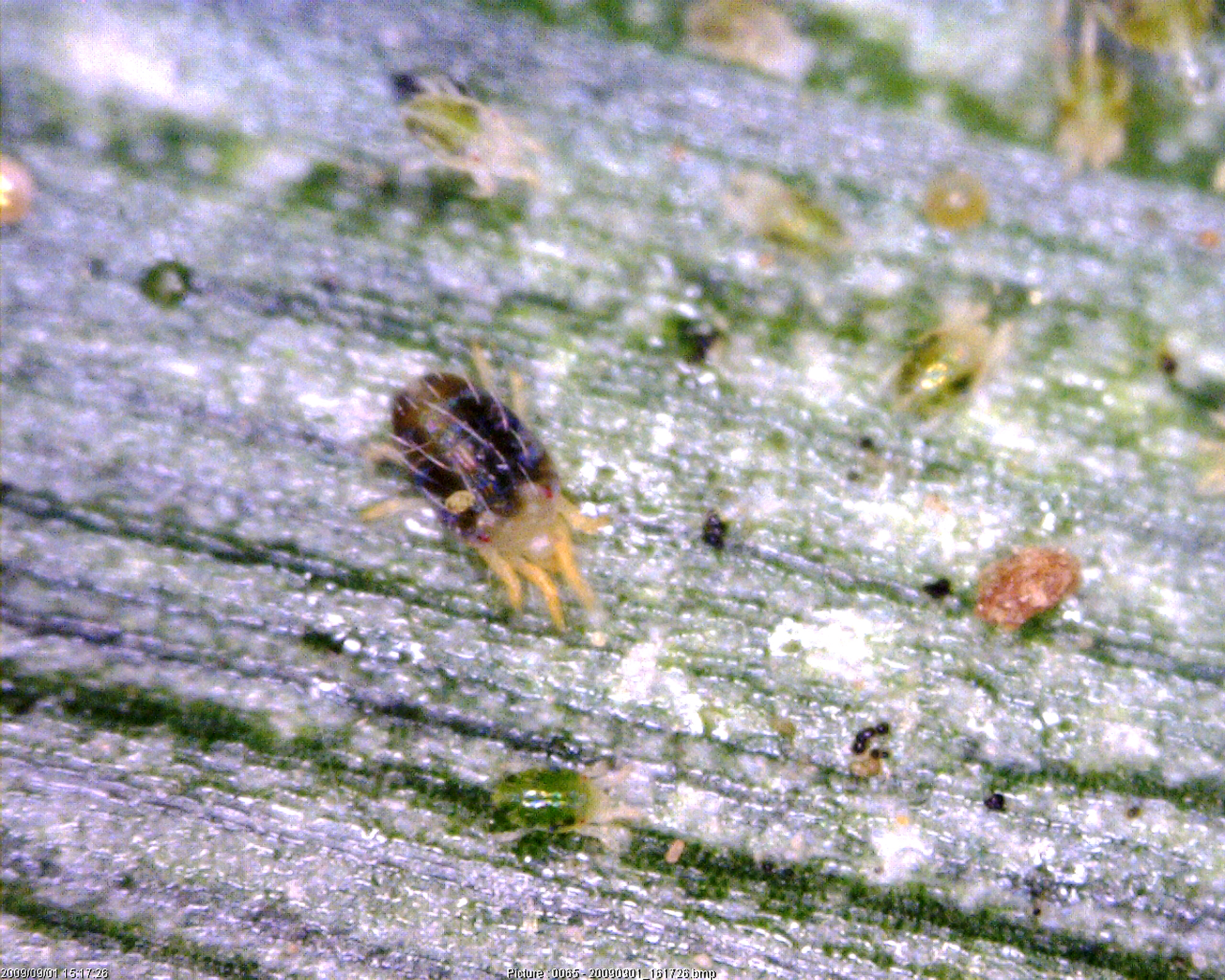 Spider mite control in corn aided by moisture