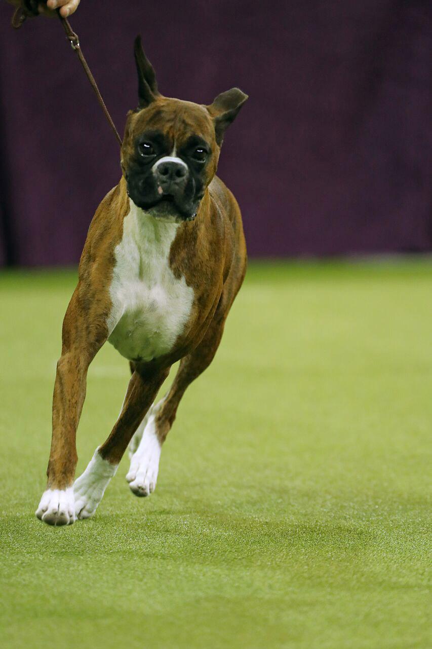westminster dog show boxer
