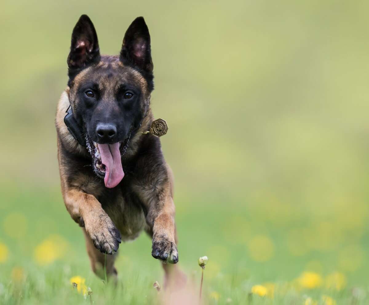 Sixteen dogs help the State Police patrol the Capital Region. They are trained to detect explosives, narcotics and cadavers, as well as track missing people or suspects and protect their handlers, and are named for fallen troopers. Click through the slideshow to learn about all 16.