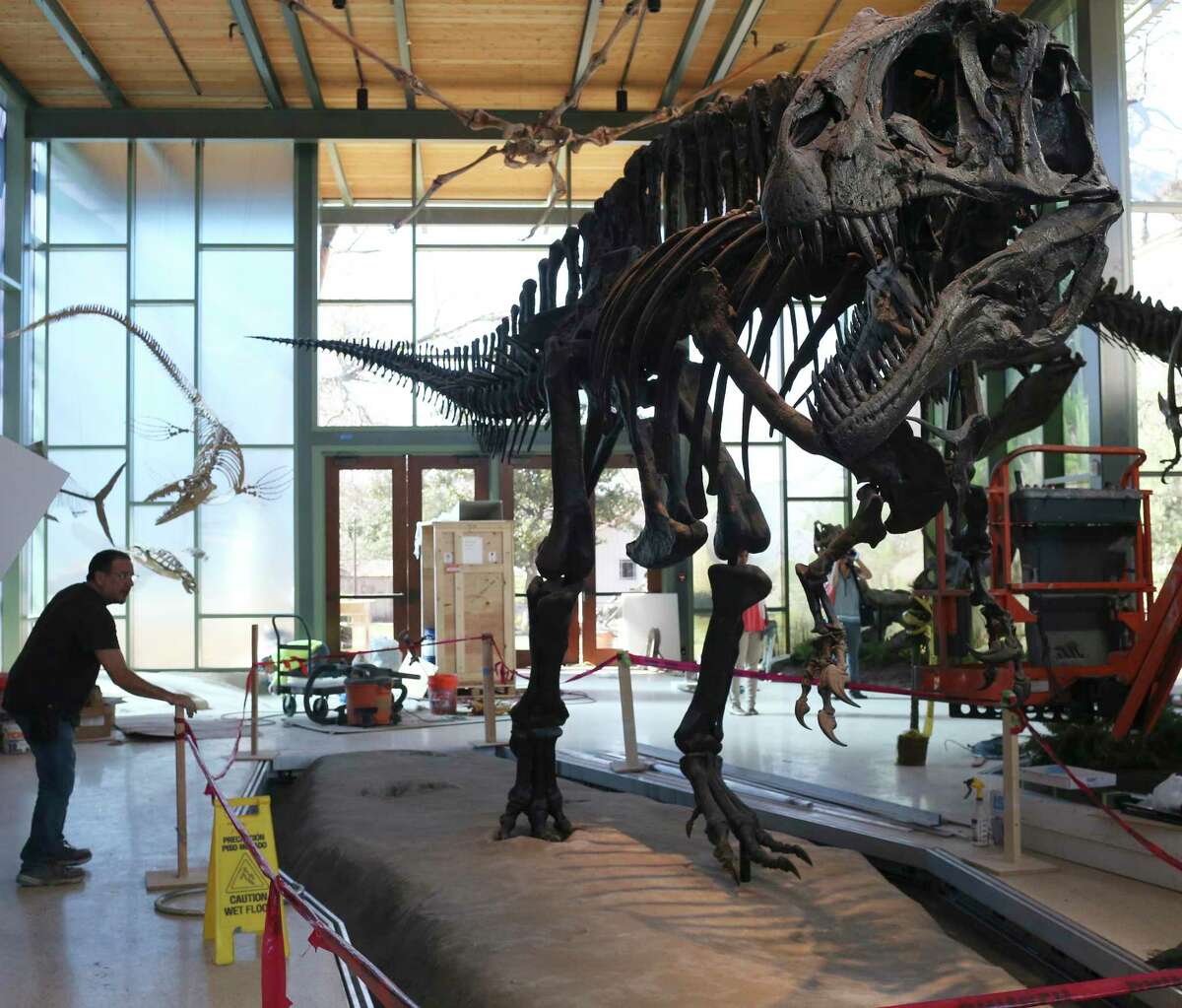 Workers remove tape from around the Acrocanthosaurus exhibit at the Witte Museum in 2017. Footprints of the dinosaur were found in Government Canyon State Natural Area.
