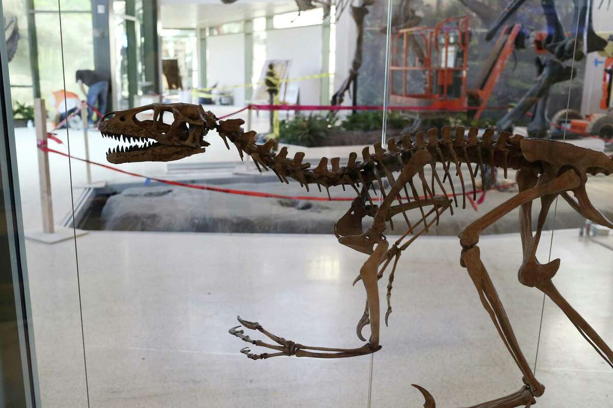 dinosaur skeleton replicas