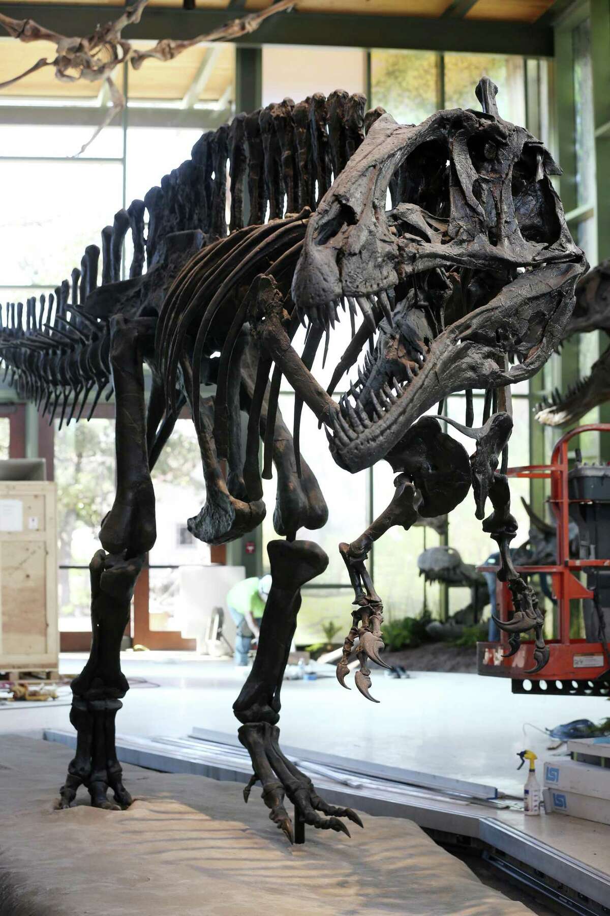 The Acrocanthosaurus is one of the exhibits in the Naylor Family Dinosaur Gallery and Dinosaur Lab at the Witte Museum.Footprints of the flesh-eating dinosaur were found in Government Canyon State Natural Area.