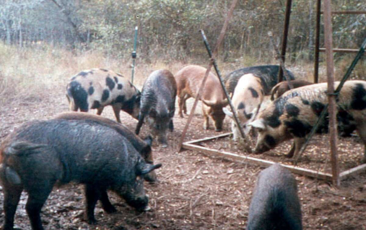 Feral hogs eat corn at a deer feeder near Overton. State Agriculture Commissioner Sid Miller has approved use of “Kaput Feral Hog Lure” to cut down on the state’s feral hog population. The pesticide’s key ingredient is warfarin.