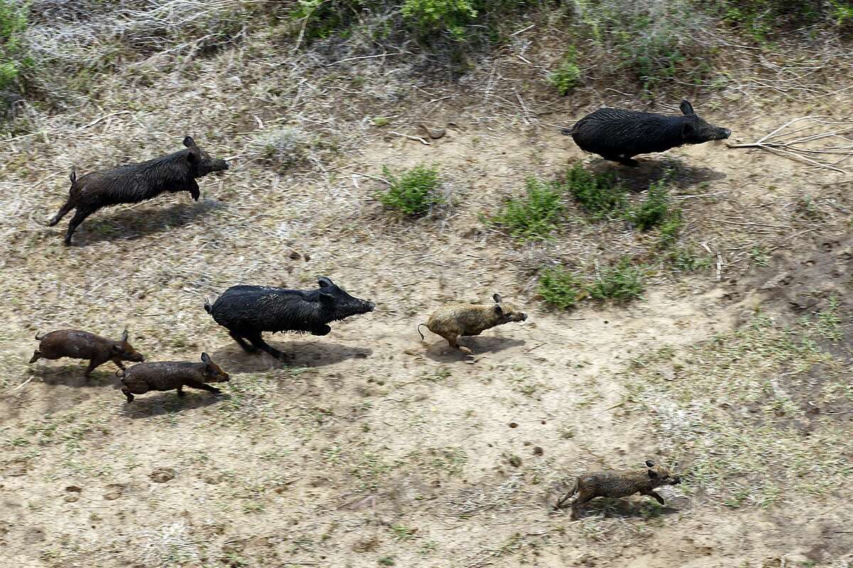 Feral hogs runs are shown running through a farm in Atascosa County. There are about 2.6 million feral hogs wreaking an annual $52 million worth of damage to crops and ranchlands in just Texas.