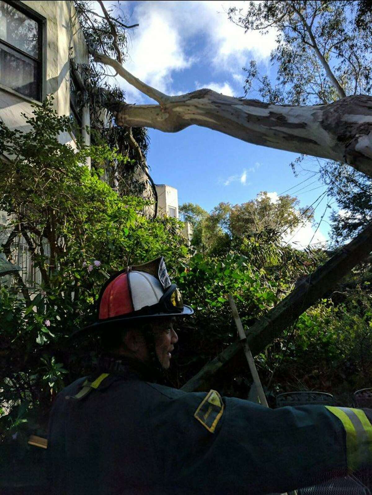 The San Francisco Fire Department responded when a 100-foot tree fell on a house in West Portal on Wednesday.