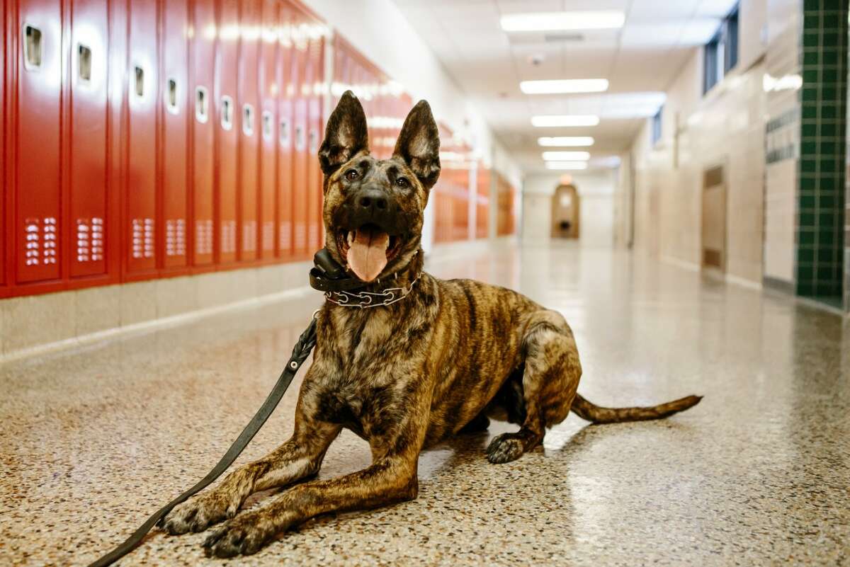 Meet K9 Trooper Ceer, a State Police dog