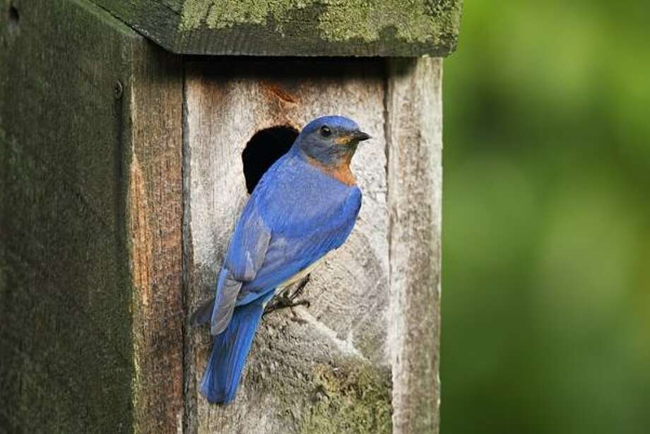 State offers free wood to build bluebird boxes - Connecticut Post