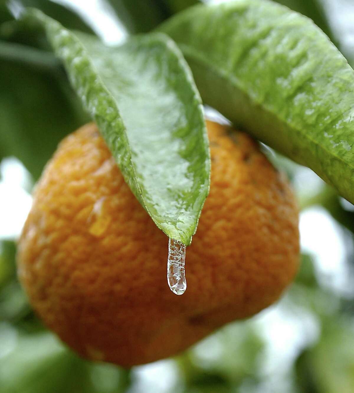 Now’s a great time to plant fruit trees