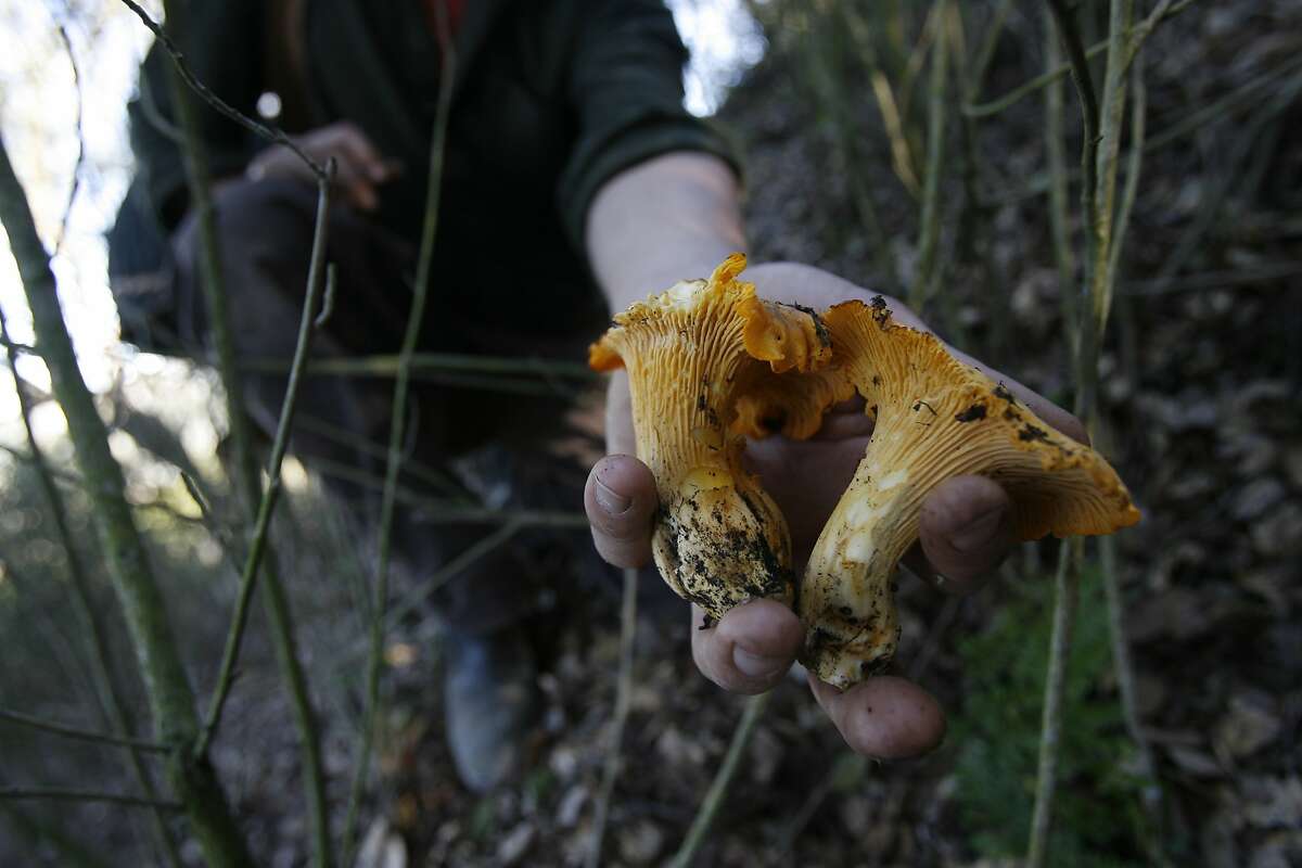 mushroom_173_el.JPG Working through thickets of Poison Oak Jared Aldrich comes up with Chanterelles. Hunting Chanterelles mushrooms in secret locations in the East Bay Hills. Today he collected about 20 lbs that will be cleaned and sold to Chez Panisse Photographer: Eric Luse / The Chronicle Ran on: 04-30-2006 Jared Aldrich with chanterelles from the East Bay hills.Ran on: 04-30-2006 Ran on: 04-30-2006 Ran on: 04-30-2006