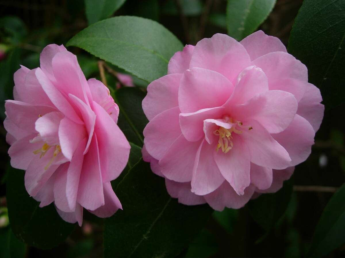 Camellias evergreen leaves look good year round