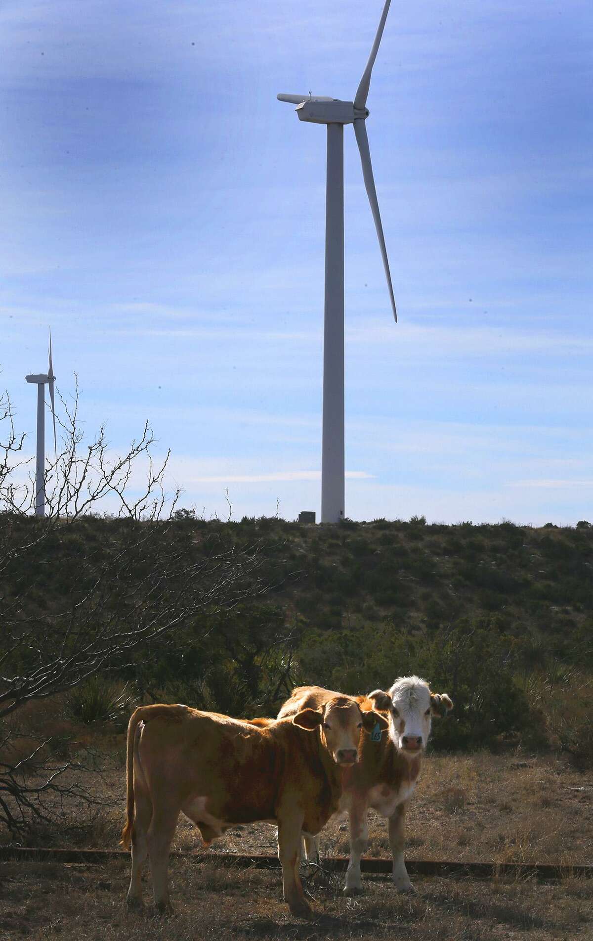 Cattle roam beneath wind turbines in West Texas.