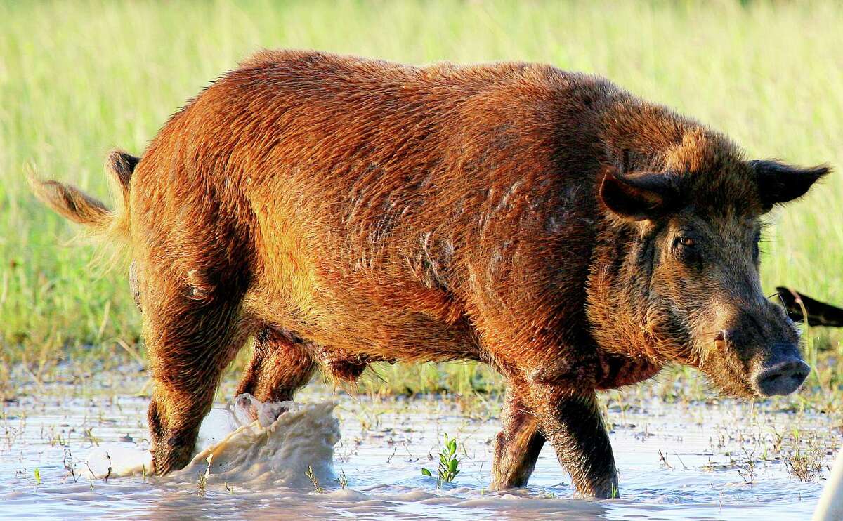 Texas, home of the nation's largest population of feral hogs, is the first state to legalize use of baits laced with a lethal toxin as a method of controlling the invasive swine, which cause significant environmental and economic damage.