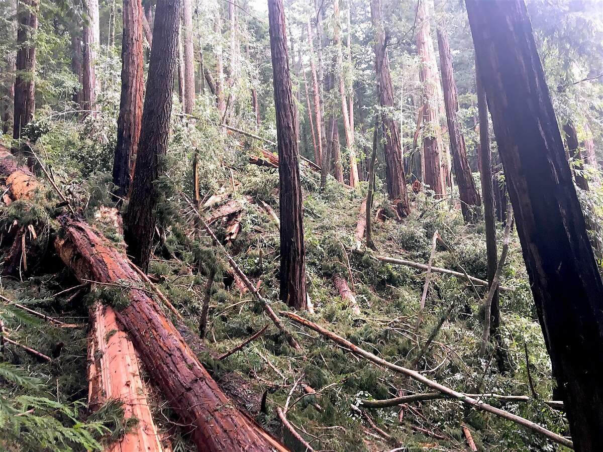 At Big Basin Redwoods State Park in the Santa Cruz Mountains, the Skyline-to-the-Sea Trail has been closed by 50 downed trees, including this 400-yard stretch plundered by a landslide that tossed old-growth redwoods in a heap. On the far side of the pile of downed trees, you can see a piece of trail emerge.