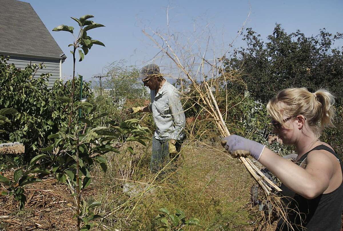Kevin Bayuk, 36, left, a teacher at the Urban Permaculture Institute of San Francisco, and Dorsey Kilbourn, 28, a former student of Bayuk and current steward of the garden, work on pruning plants, assessment and mulching at the 18th and Rhode Island garden Aug. 27, 2014 in San Francisco, Calif. The garden was started in October 2008 by residents and students from the Urban Permaculture Institute of San Francisco. The garden, which is owned by a private landowner and grows an assortment of fruits and vegetables, is kept up by volunteers.