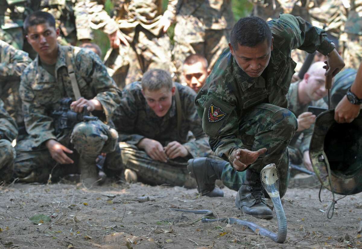 GRAPHIC: Badass Marines drink cobra blood as a survival tactic at ...