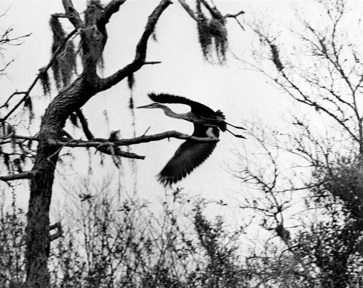 Battle Lines Are Fading on Armand Bayou Preservation