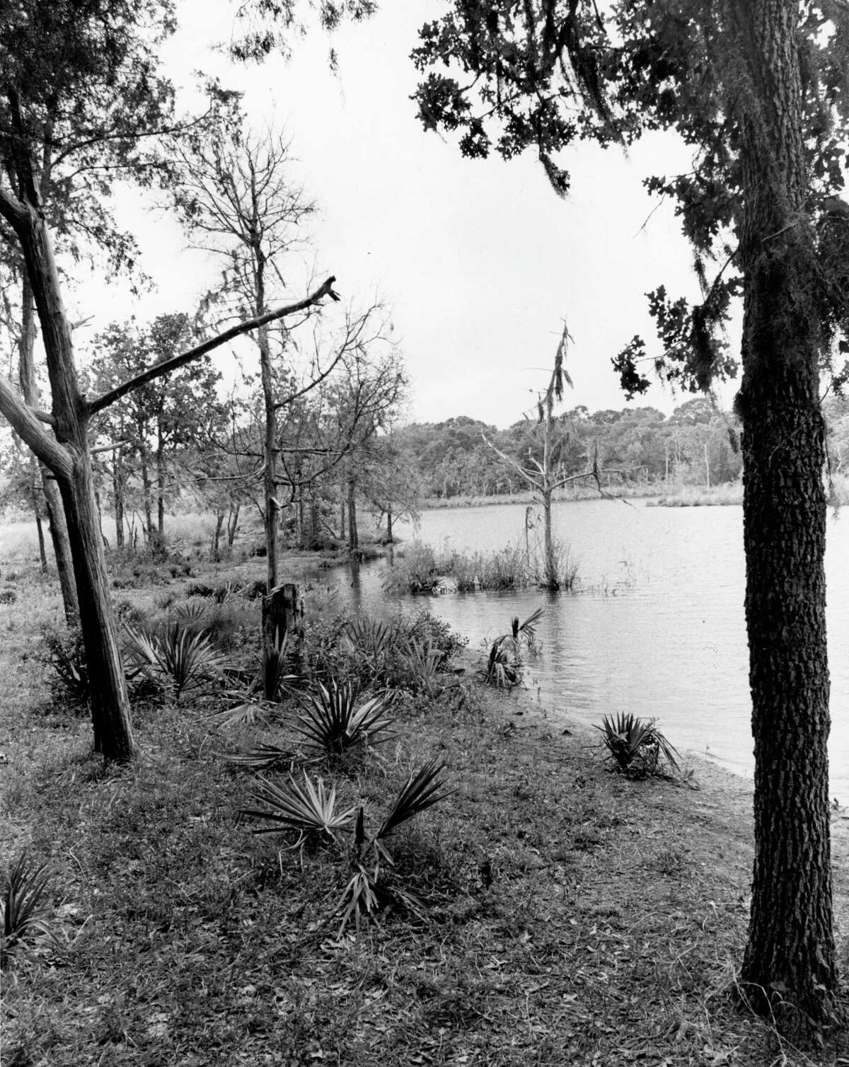 Battle Lines Are Fading on Armand Bayou Preservation