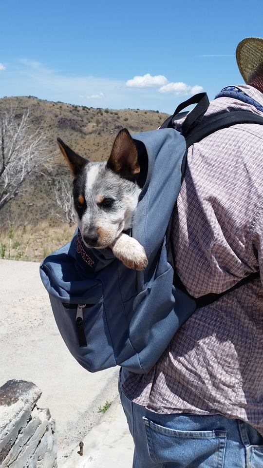 Game warden shoots pet dog on nature trail