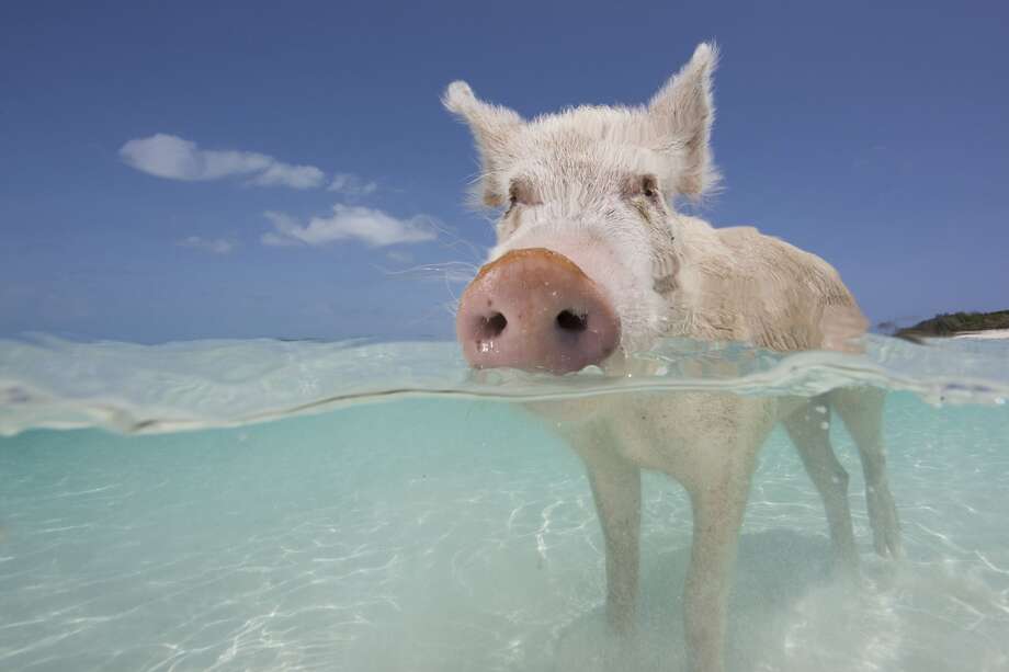 Famous Swimming Pigs Of Bahamas Struck By Mysterious S A Pig Sus Scrofa Domestica Swimming In The Bahamas Crystal