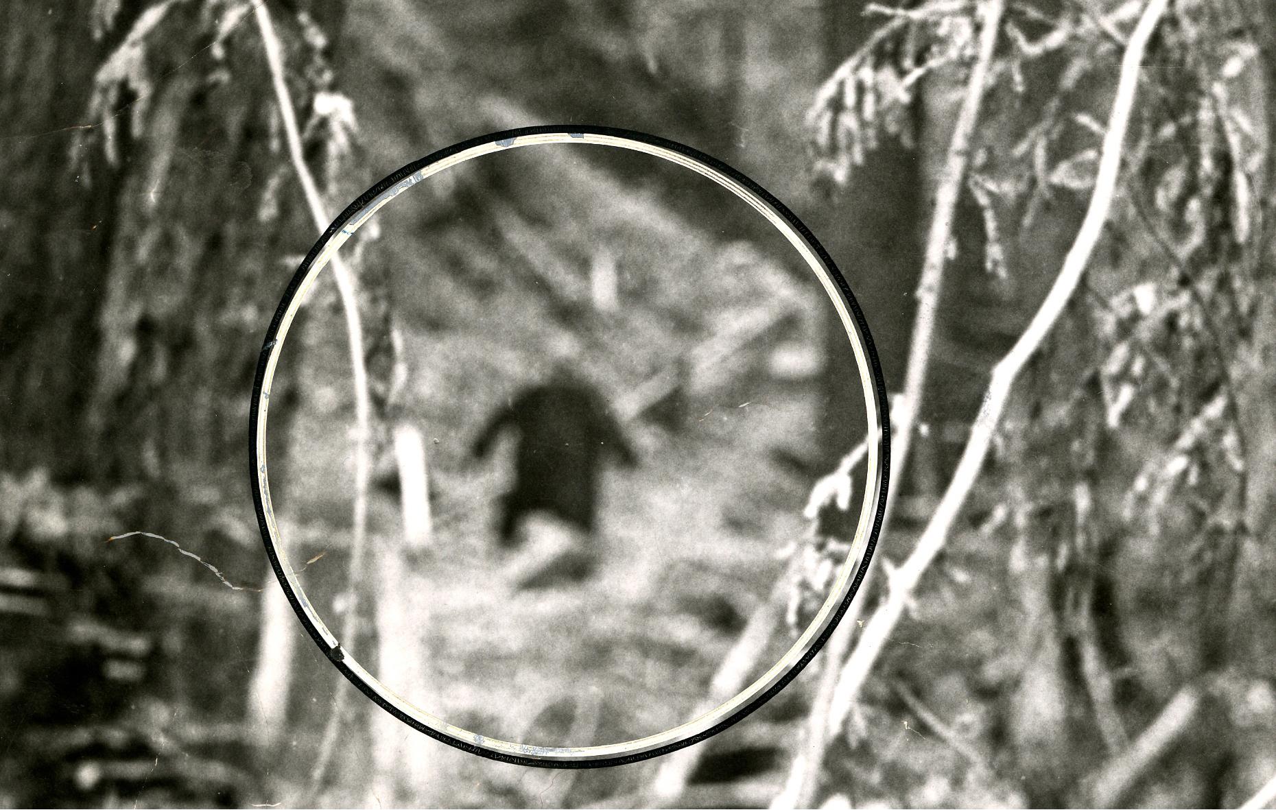 Beyond Bigfoot Rediscovering 60 Years Of Sasquatch Stories