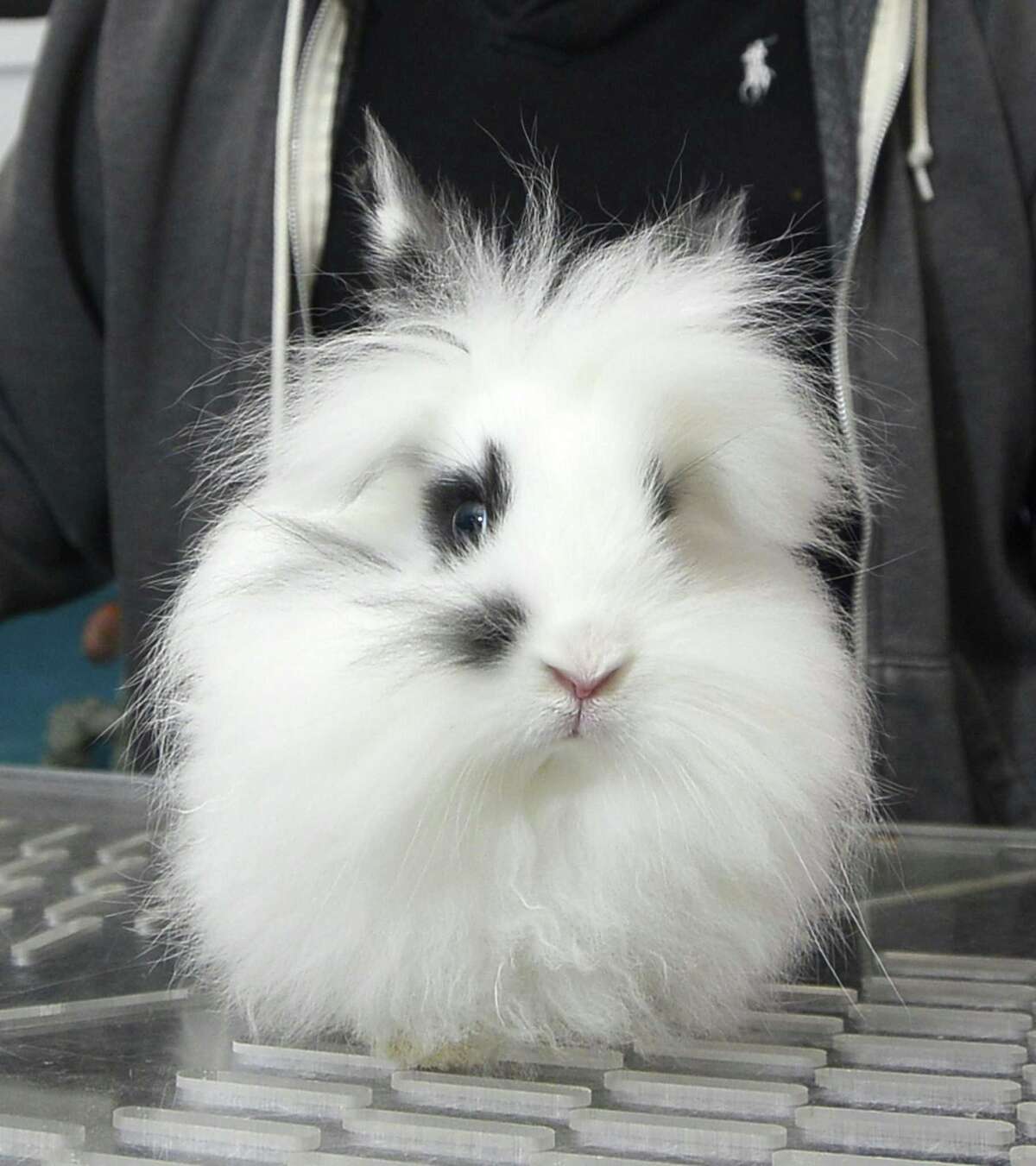 Pet store find Easter rabbit sales ban a hare too much